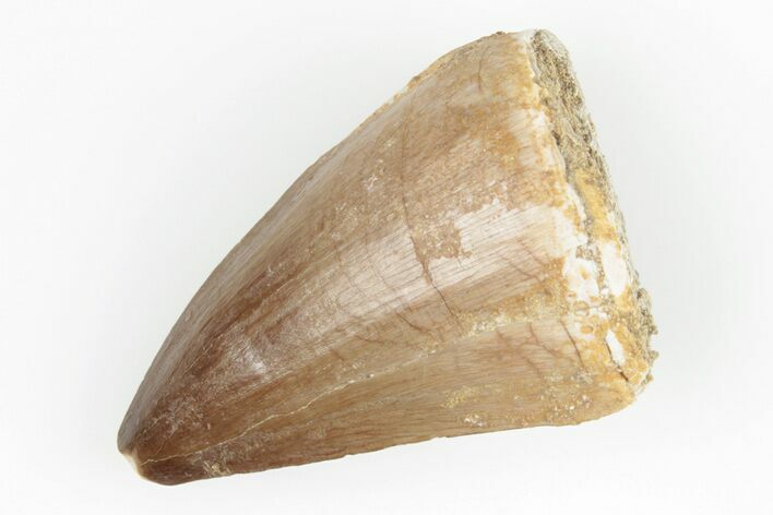 1.6" Fossil Mosasaur (Prognathodon) Tooth - Morocco